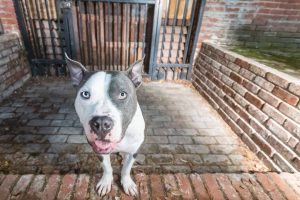 Pit Bull dog in front of steel door
