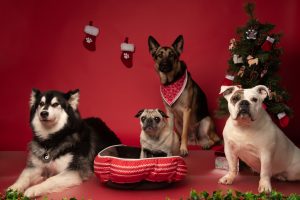 4 Dogs in Christmas photo at Klub K9