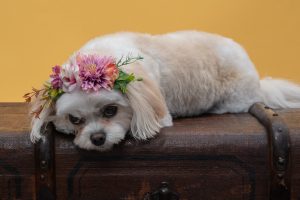 Dog wearing flowers
