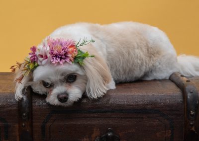 Dog wearing flowers