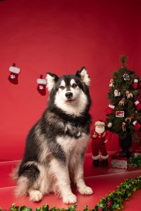 Dog in Christmas photo at Klub K9