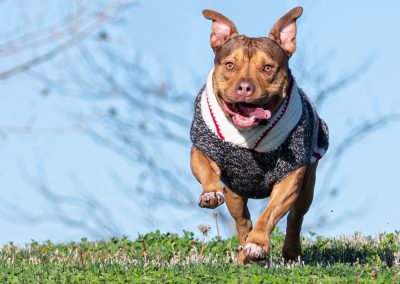 Pit bull dog running over a hill