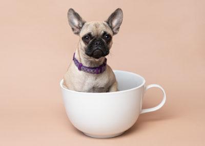 Puppy in a coffee cup