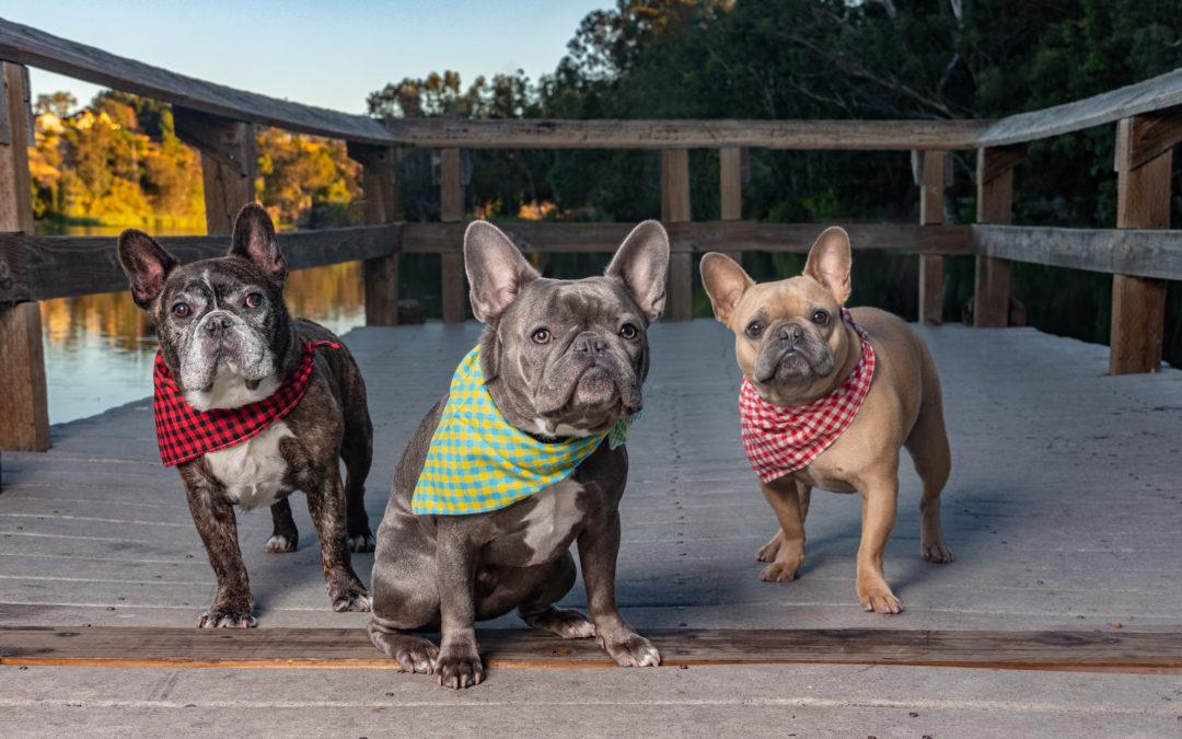 Three French Bulldogs on a dock