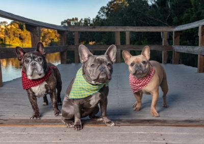 Three French Bulldogs on a dock