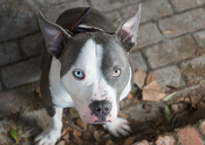 Pitbull dog with different colored eyes
