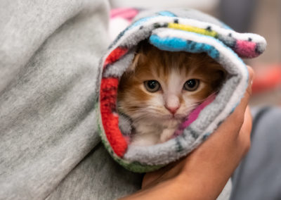 Kitten in a blanket