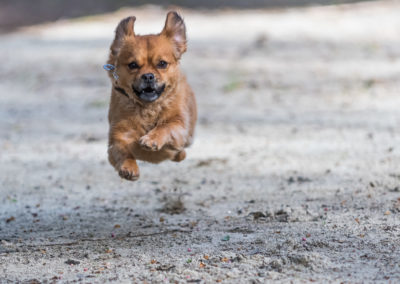 Small dog running with all four legs off the ground