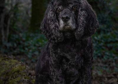 Cocker spaniel in wooded area