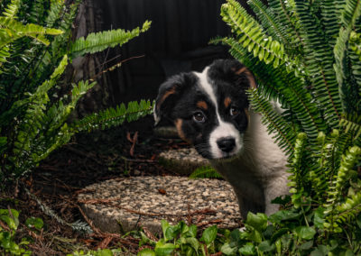 Puppy peeking around a bush