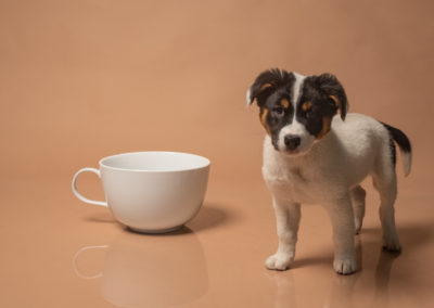 Puppy next to coffee cup