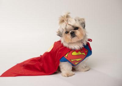 Dog in Superman outfit