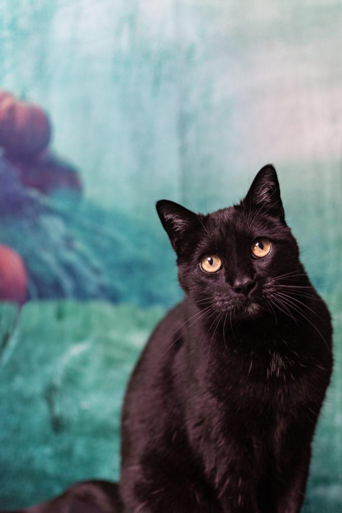 Black cat in Halloween scene