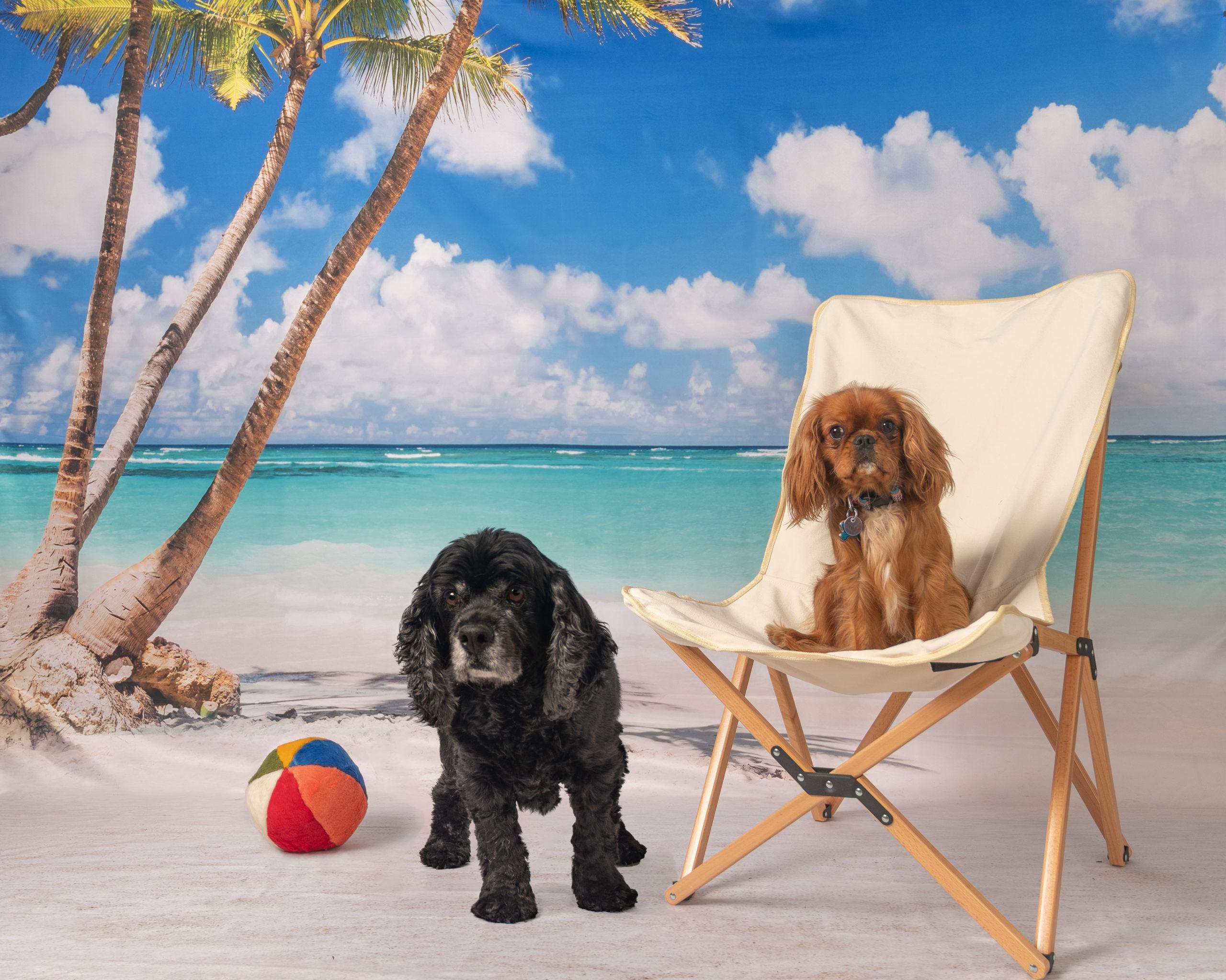 Two dogs in beach scene