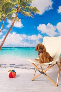 Small dog in beach chair