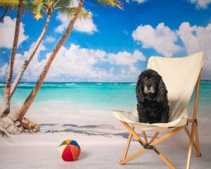 Dog in beach chair