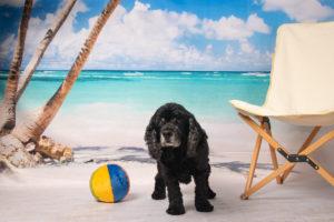Dog in beach scene