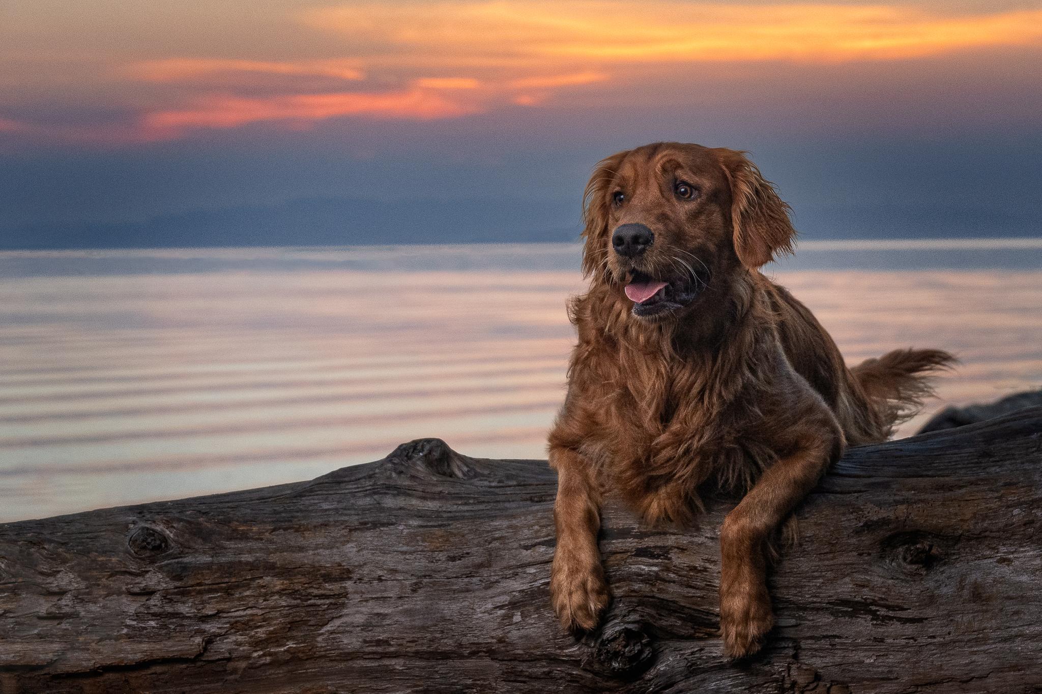 Golden Retriever resting on a log by the water