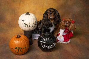 Dogs in Halloween photo
