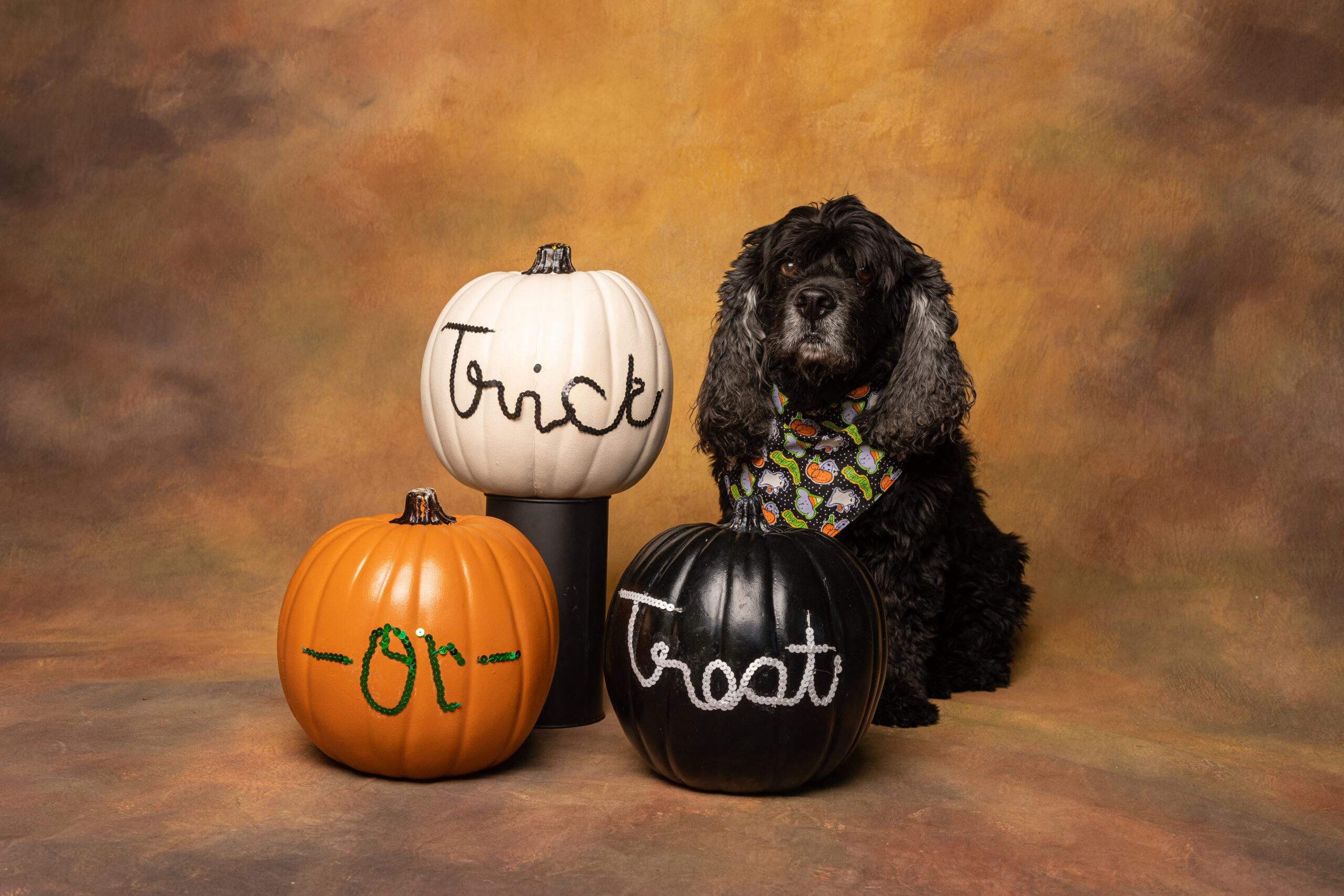 Happy Howl-Oween Photo Sessions!
