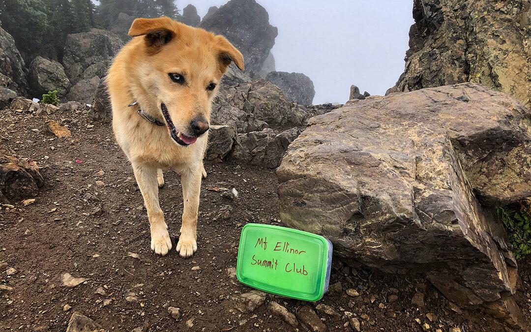 Cute dog on top of mountain.