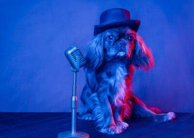 Small dog singing on stage with blue light. Photo taken at home based studio in Gig Harbor.