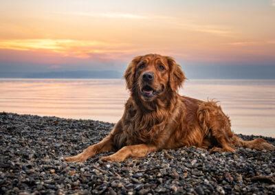 Golden Retriever resting on the beach. This photo was taken at Owen Beach in Tacoma.
