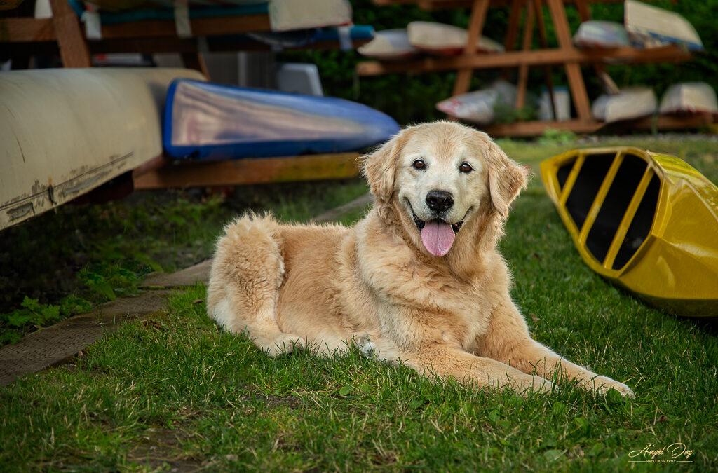Buddy is a beautiful Golden Retriever pictured at Skansie Park in Gig Harbor near a bunch of kayaks