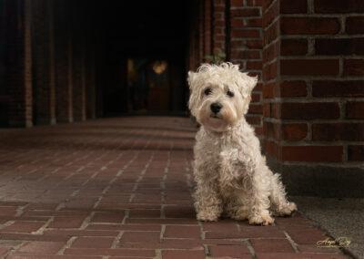 West Highland Terrier in brick hallway. Photo taken at the University of Puget Sound in Tacoma
