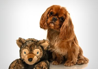 A Cavalier King Charles Spaniel sitting by a favorite toy.