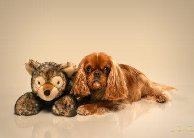 A Cavalier King Charles Spaniel lying next to a favorite toy.