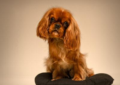 A Cavalier King Charles Spaniel sitting on a black pillow