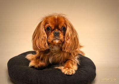 A Cavalier King Charles Spaniel laying on a black pillow