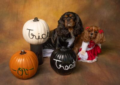 Two King Charles Spaniels in Halloween costumes