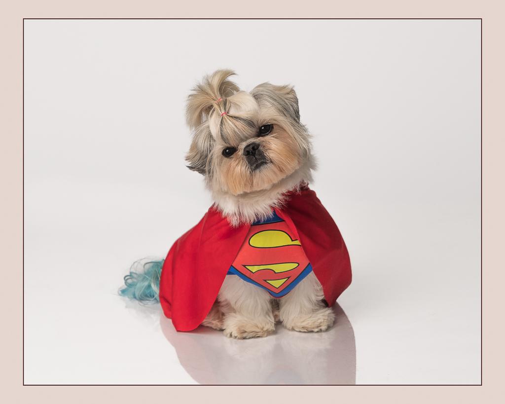 Shitzu dog in Superman outfit