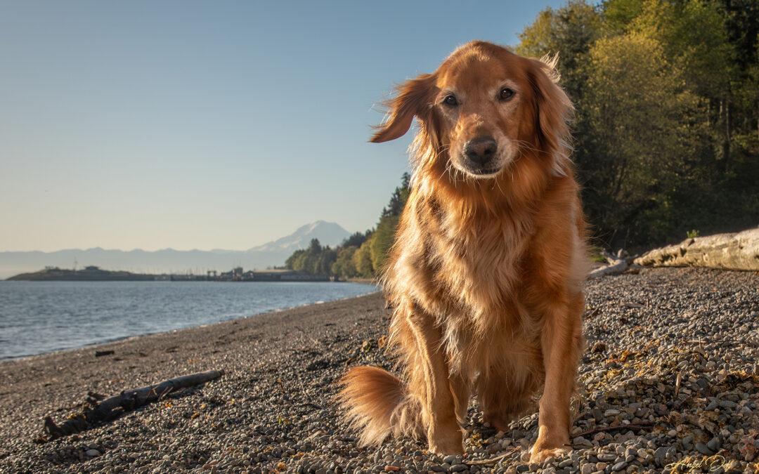 Capturing Lasting Memories: The Healing Power of End of Life Pet Photography