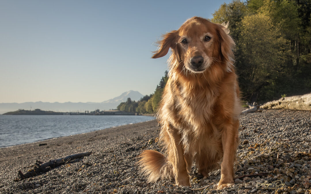 Capturing Lasting Memories: The Healing Power of End-of-Life Pet Photography