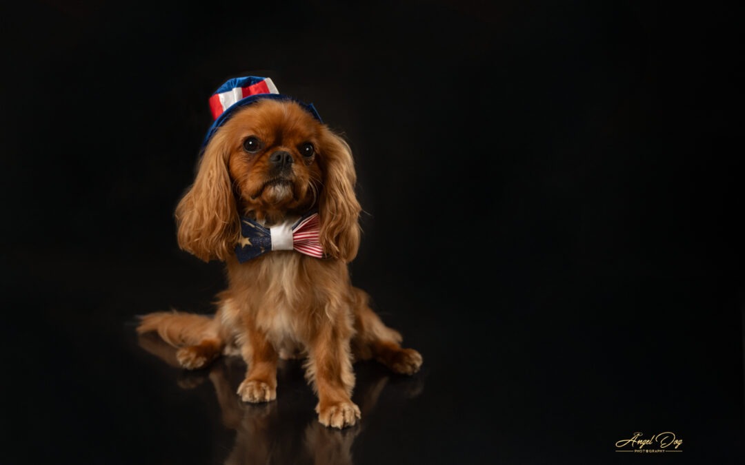 The Perks of Studio Pet Photography: Creating Magic in a Controlled Environment