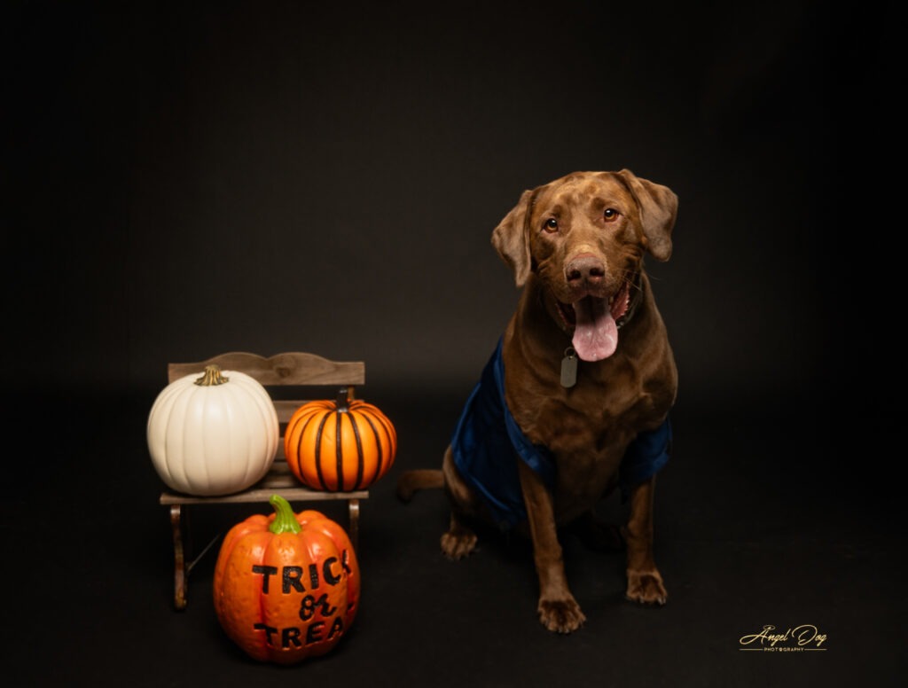 Smiley Lab in a Halloween photo.
