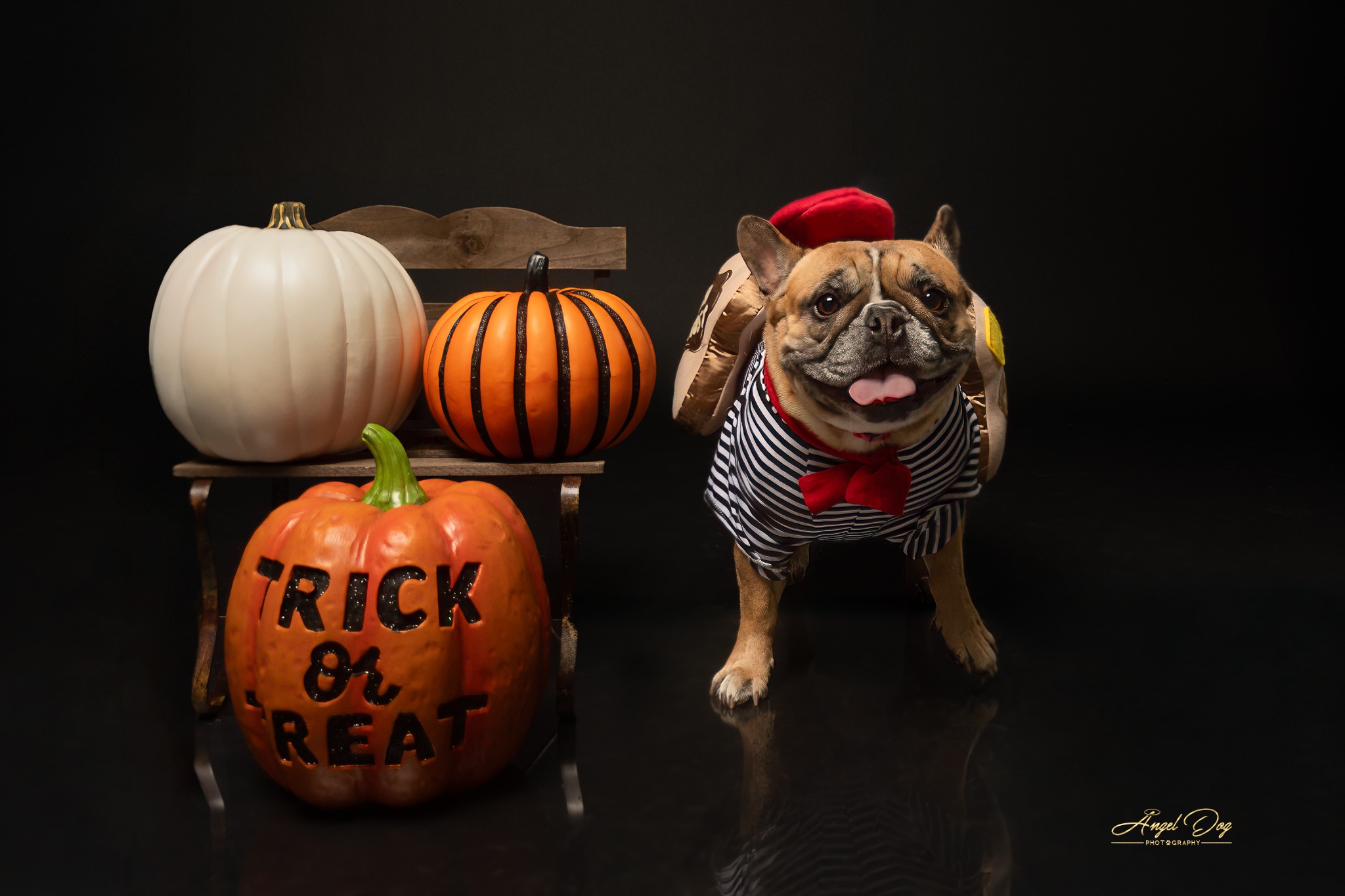 Frenchie in French Toast costume