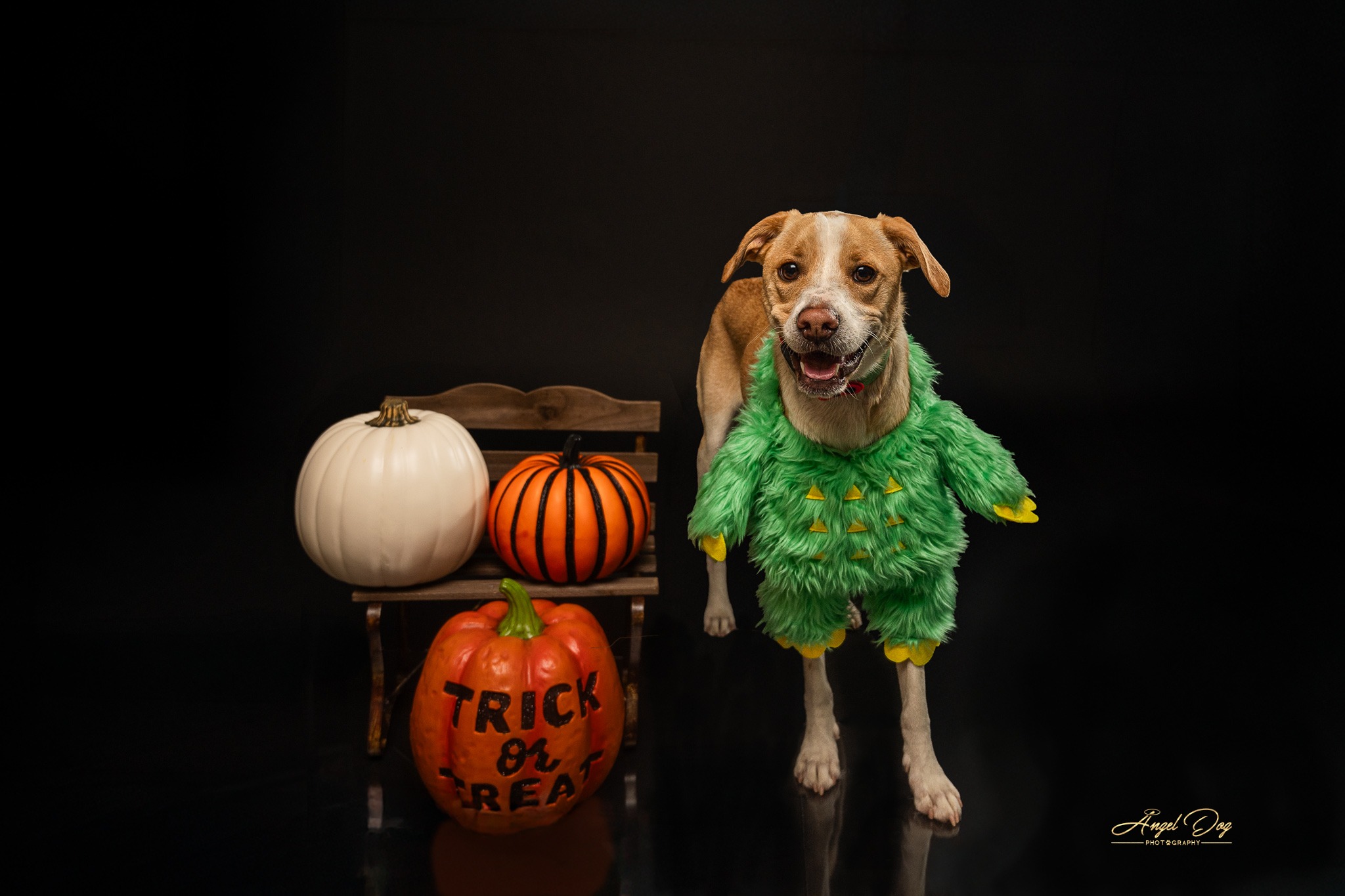 Sweet dog in Halloween outfit next to pumpkins