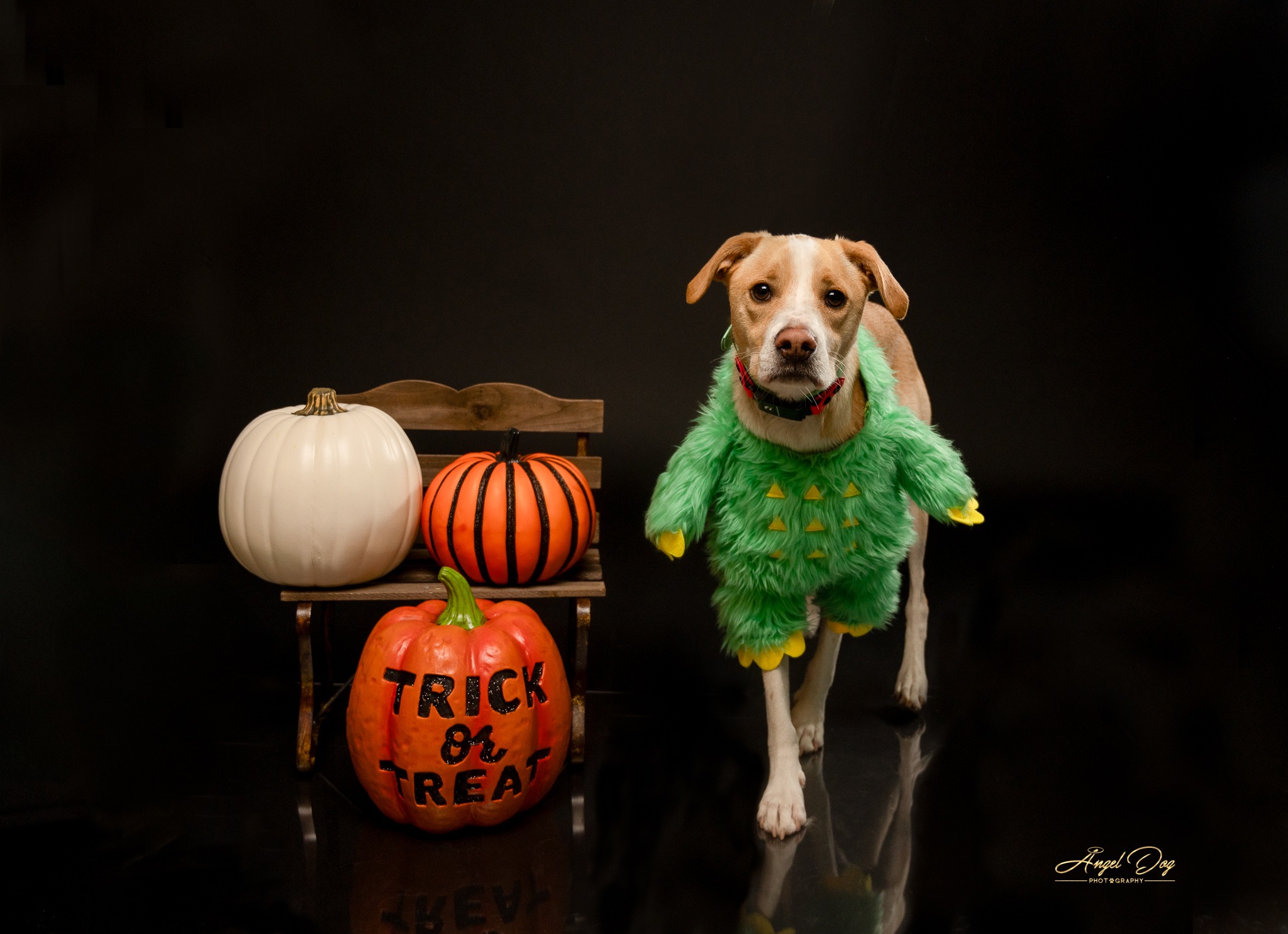 Sweet dog in Halloween outfit next to pumpkins.