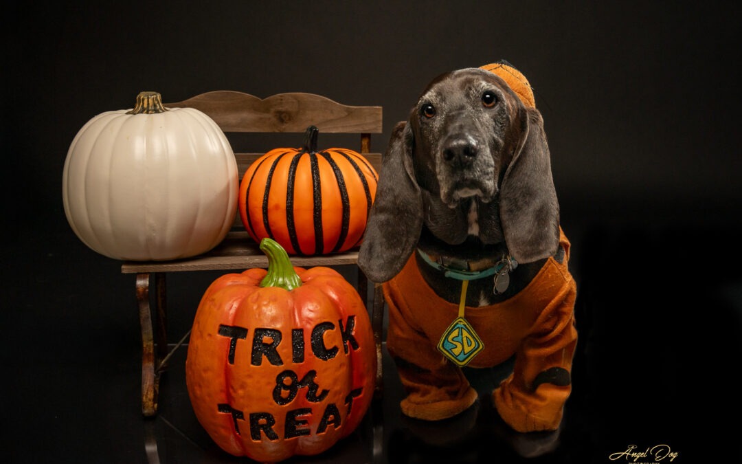 Halloween Minis: Spooky Fun and a Big Heart for Northwest Wag Rescue!