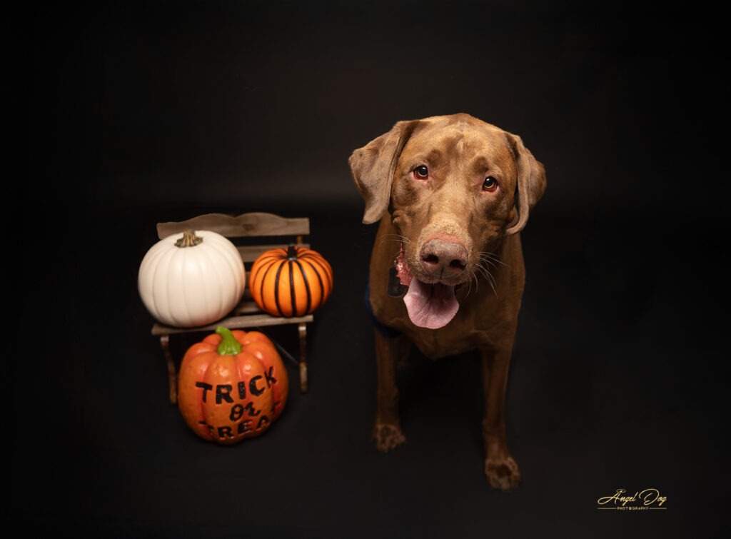 Smiley Lab in a Halloween photo.