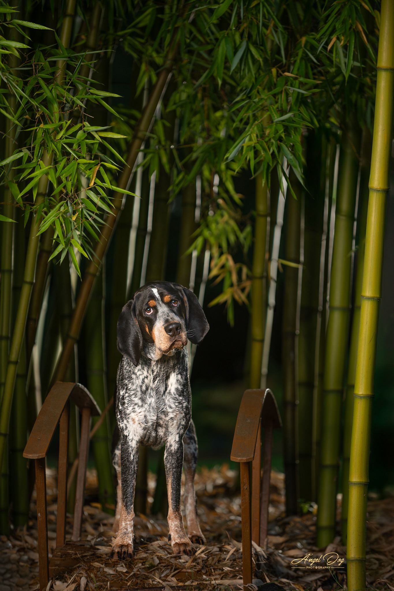 Shih Tsu jumping up to catch a toy
