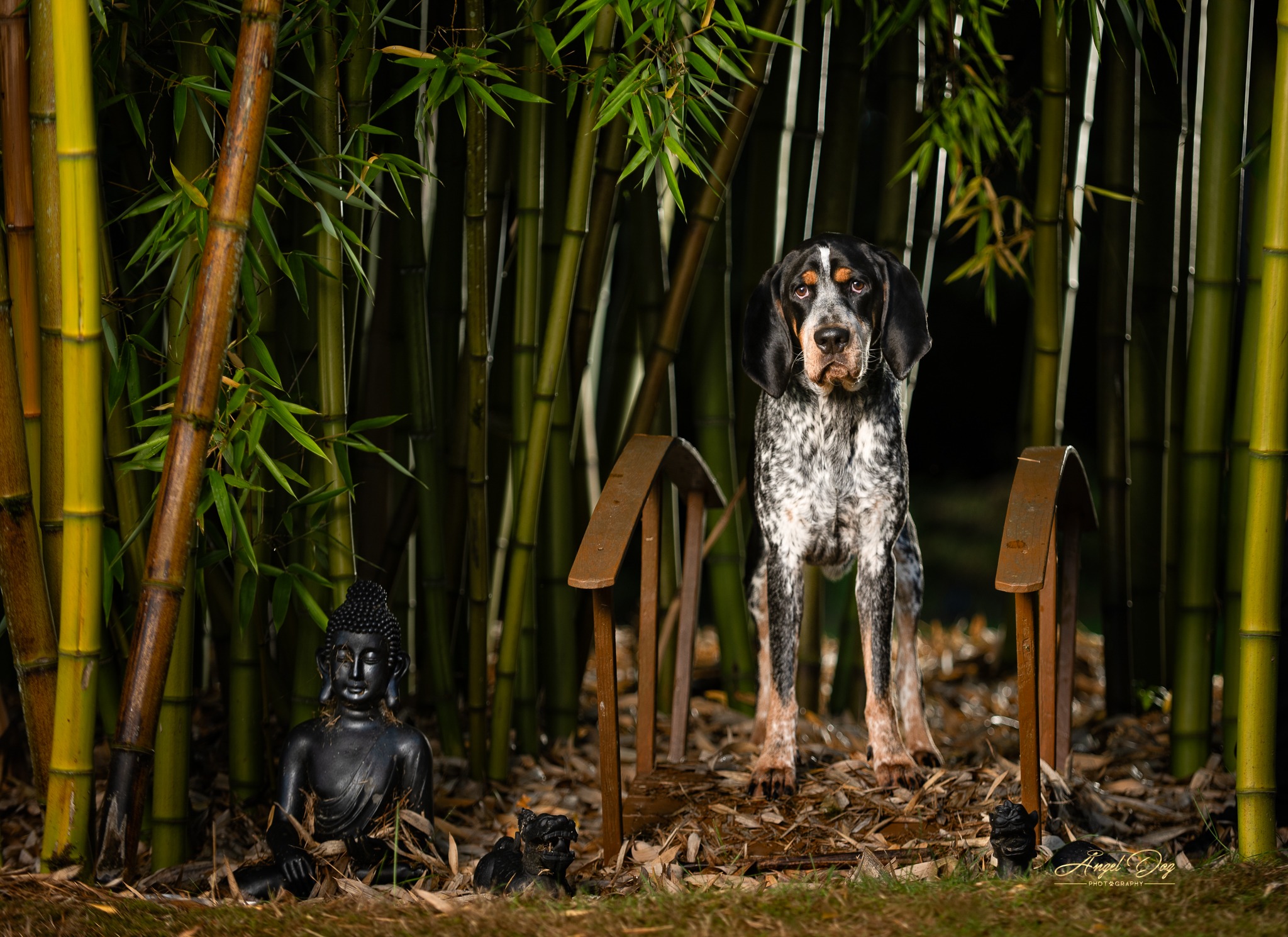 Coon Hound in standing in bamboo