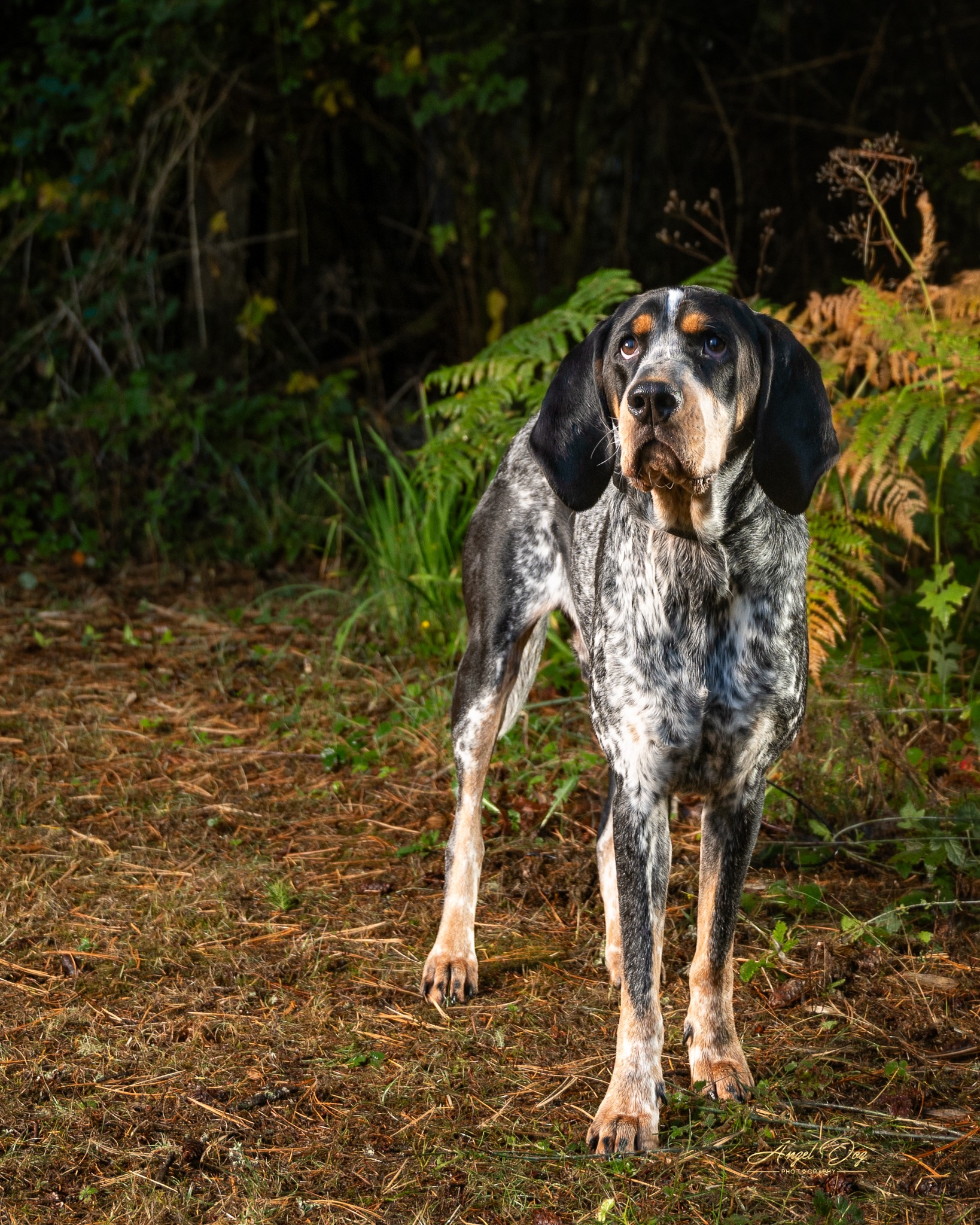 Birman cat with crown on stool