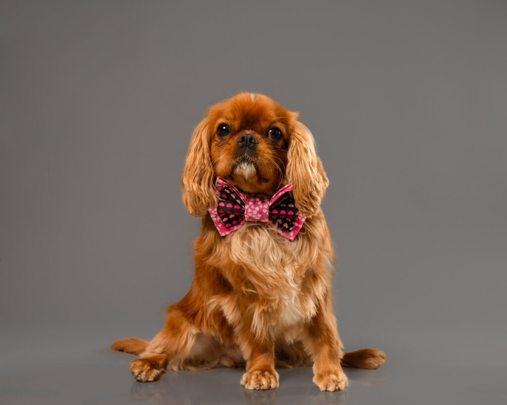 Cavlalier King Charles Spaniel wearing Valentine's Day bowtie