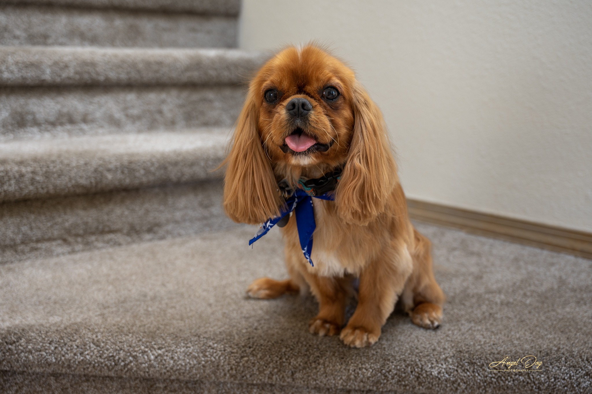Cavalier King Charles Spaniel after grooming. He is wearing a nice blue scarf.