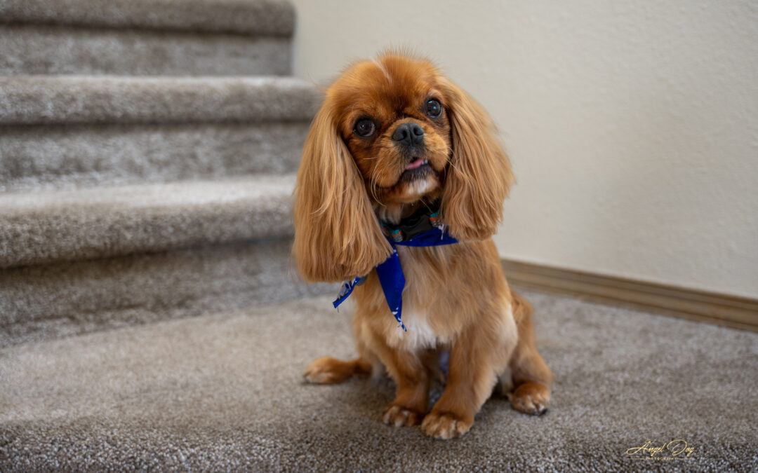 Pamper Your Pup: Angel Dog Photography Partners with Finley’s Traveling Groomers!